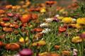 Ever lasting flower,paper daisy,immortalle,yellow paper,bracted everlasting,golden everlasting